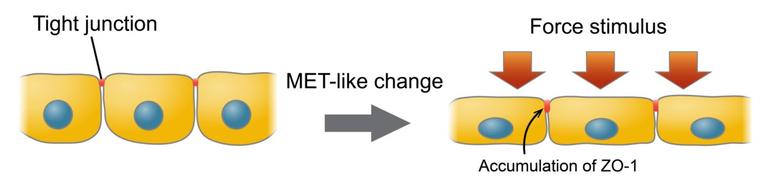 Cellular changes after force stimulation